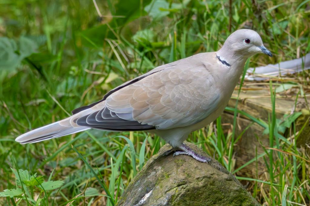 Collared Dove image 2